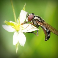 /album/ricardo-corazon-de-leon-/photolia-a02-jpg/