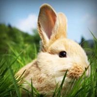 /album/ricardo-corazon-de-leon-/photolia-a03-jpg/