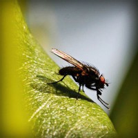 /album/ricardo-corazon-de-leon-/photolia-a04-jpg/