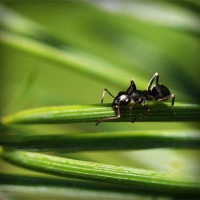 /album/ricardo-corazon-de-leon-/photolia-a05-jpg/