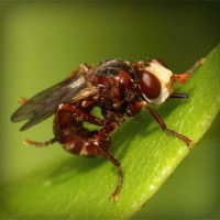 /album/ricardo-corazon-de-leon-/photolia-a06-jpg/