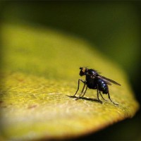 /album/ricardo-corazon-de-leon-/photolia-a07-jpg/